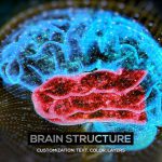Videohive Brain Structure (4-pack) 24089741