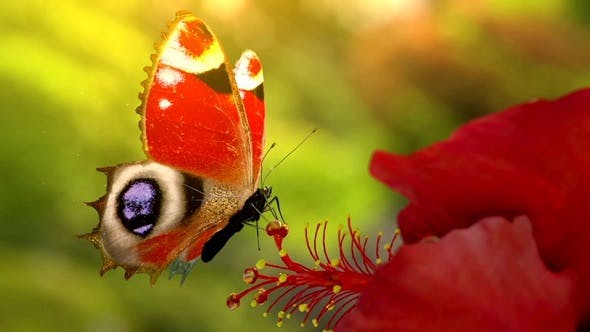 Videohive Butterfly Logo 19552630