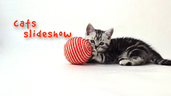 Videohive Cats Slideshow 18983291