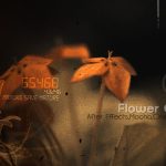 Videohive Flowers 516680