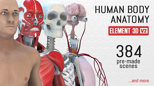Videohive Human Body Anatomy 18254375
