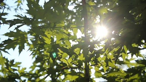 Videohive Leaf In The Sun