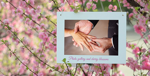 Videohive Photo Gallery and Cherry Blossoms 4698711