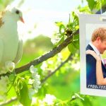 Videohive Wedding Photo Gallery - Doves Slideshow 8012602
